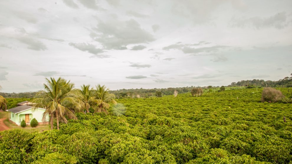 Colniza  Mato Grosso, Meu País 