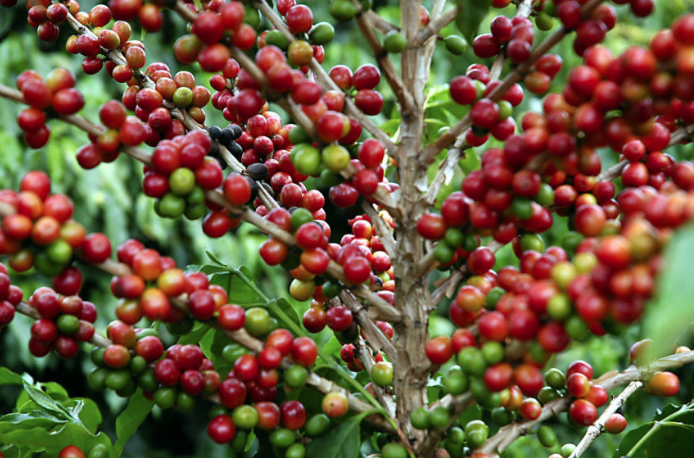 Produtividade de café bate recorde em dois municípios de Mato Grosso – Só Notícias