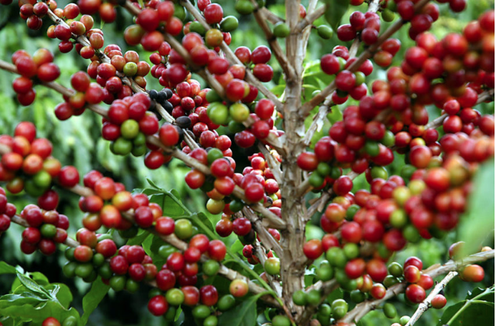 Produtividade de café bate recorde em dois municípios de Mato Grosso – Só  Notícias