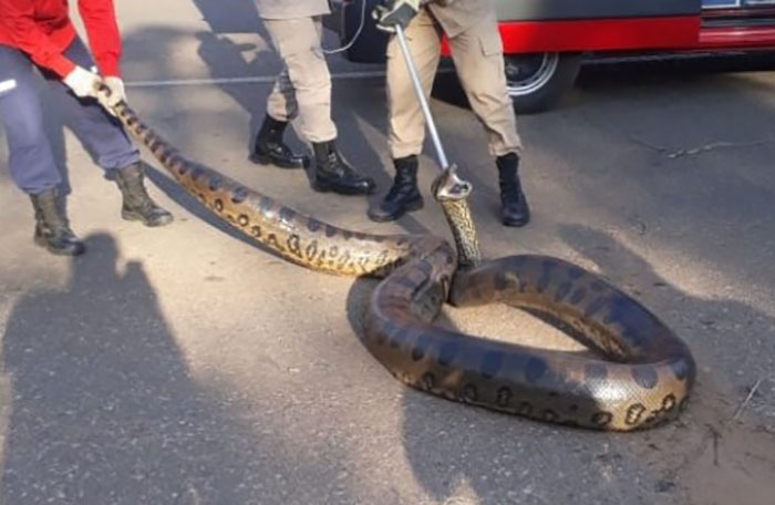 Bombeiros capturam cobra de aproximadamente 6 metros em Sorriso – Só ...