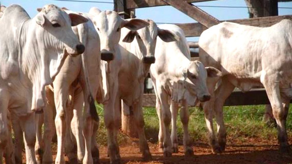 Preço da arroba do boi e vaca gorda tem leve aumento em Mato Grosso