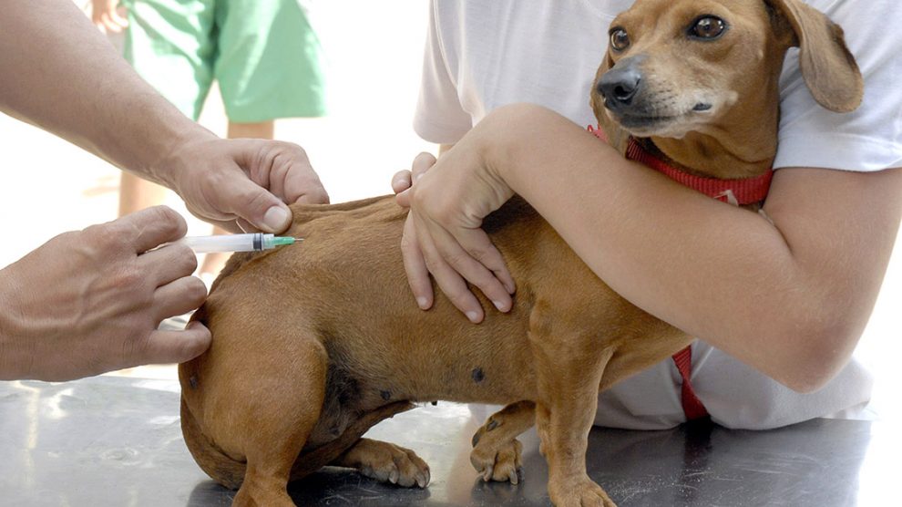 Vacinação contra raiva para gatos e cachorros em Sinop inicia no próximo  dia 2 – Só Notícias