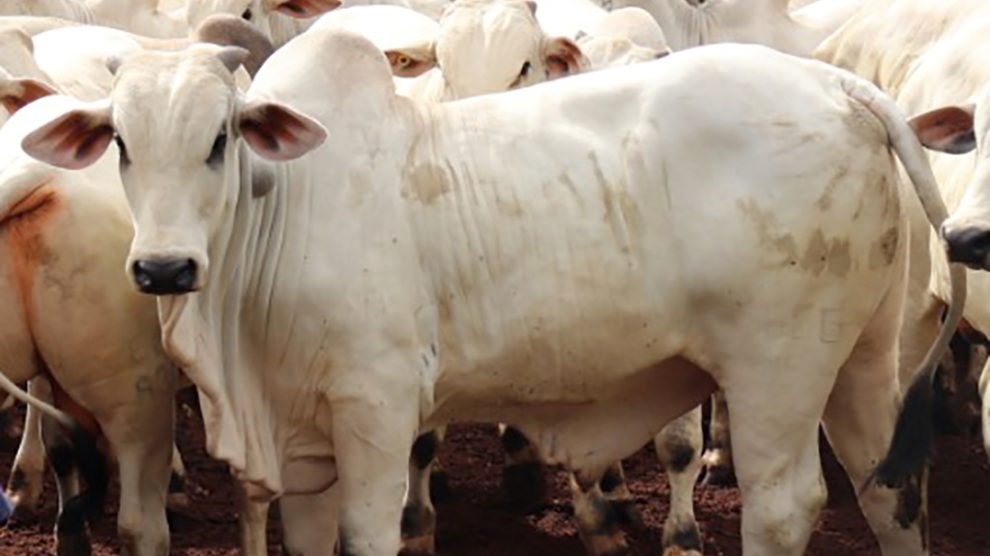 Cotação do boi gordo, vaca e bezerro em Mato Grosso cai – Só Notícias