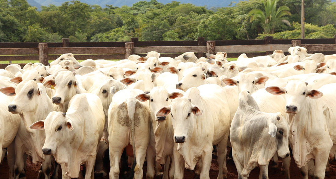 Preço do boi e vaca gorda em Mato Grosso tem leve redução; mercado