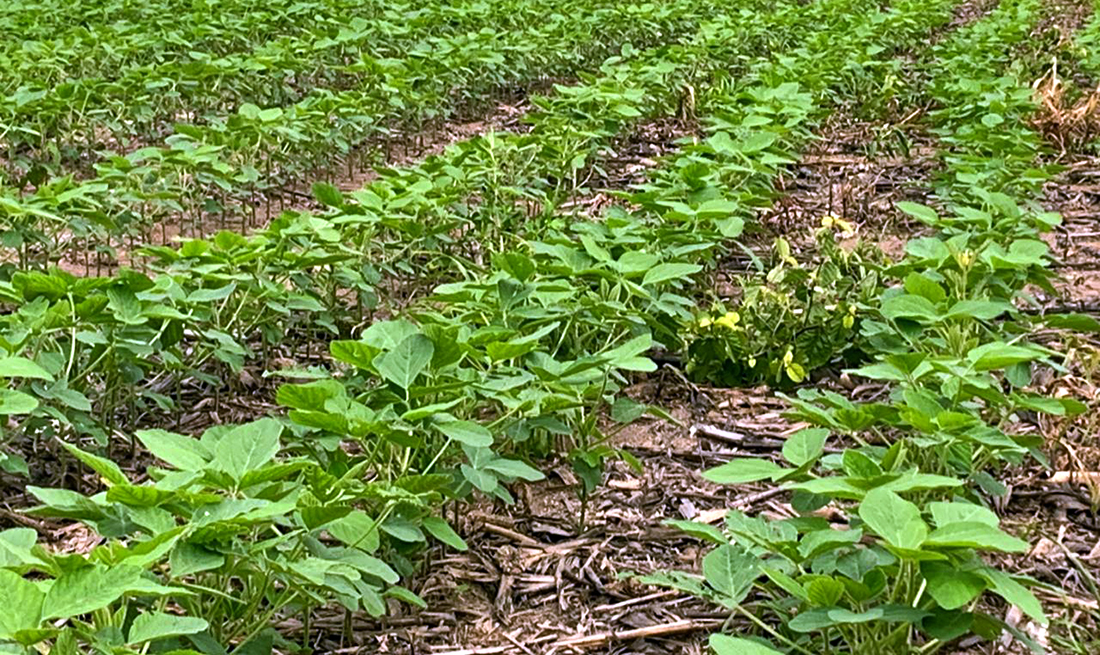 Plantio da soja chega a 89� área prevista e entra na reta final em Mato Grosso