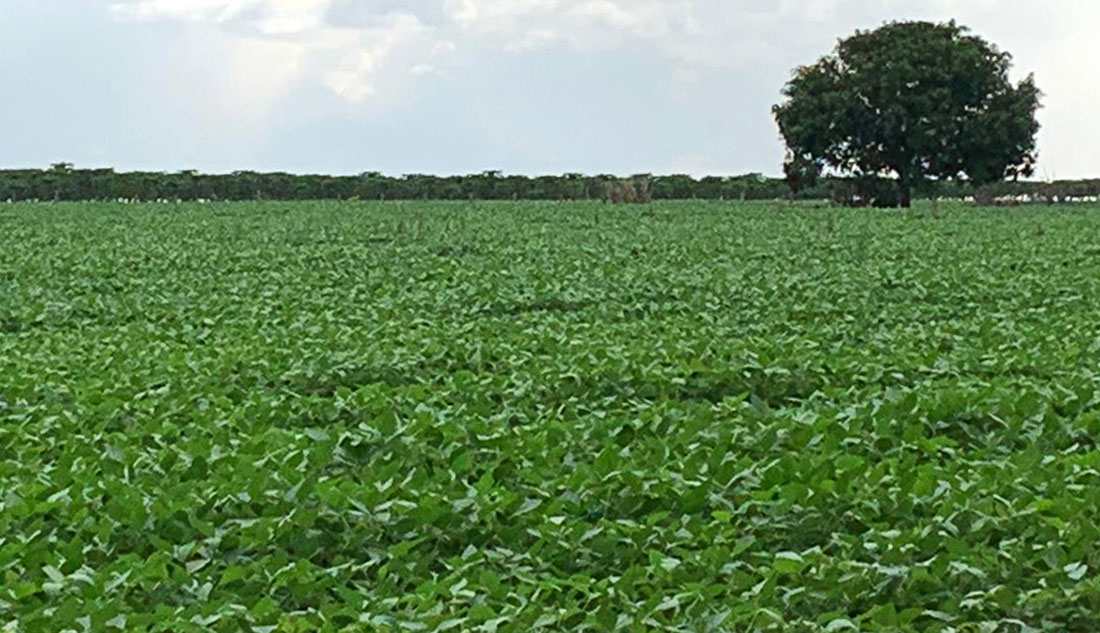 Soja disponível em Mato Grosso cai 1,74%; plantio da safra chega a 75%