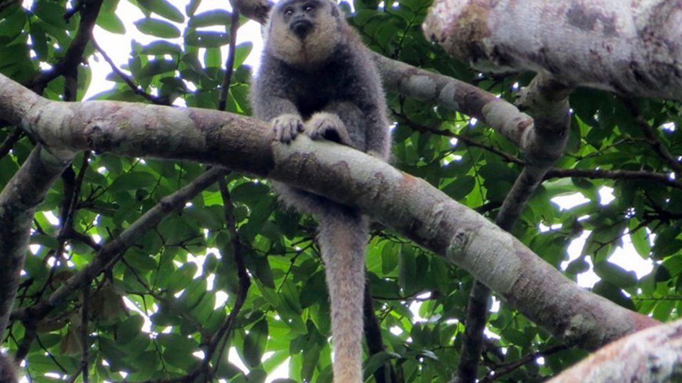 Descrita nova espécie de macaco que só existe na Amazônia