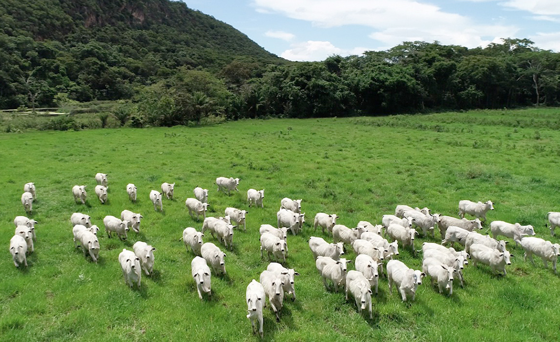 Produtores de Mato Grosso devem atualizar dados dos rebanhos a partir de domingo