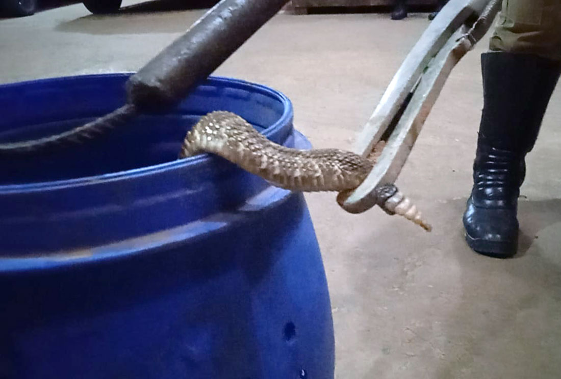 Serpente é capturada em empresa de lanternagem em Betim