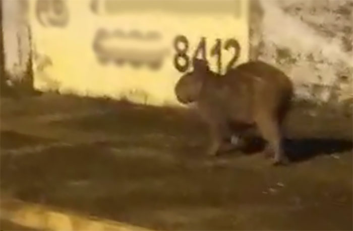 Vídeo mostra capivara se refrescando na praia de Santa Clara