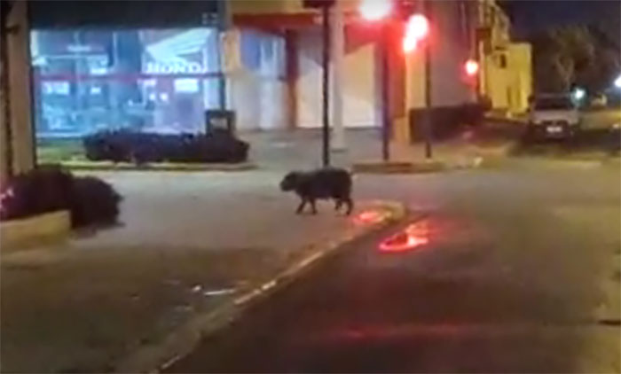 Capivara é flagrada correndo na rua em bairro da zona Oeste de Franca; VÍDEO