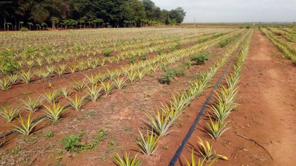 Casa do Construtor - SINOP / MT - O perfurador de solo é indicado para  perfurações em plantio, cultivo de hortaliças, plantas (mudas) e  instalações de mourões. Permite o uso de brocas