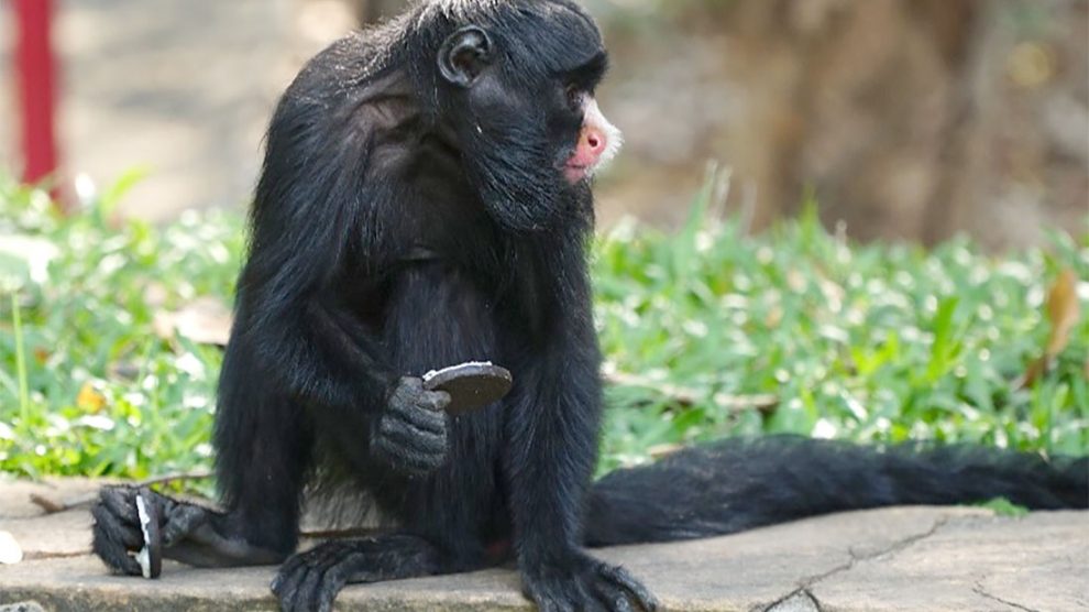 Macaco-aranha - Saúde Animal