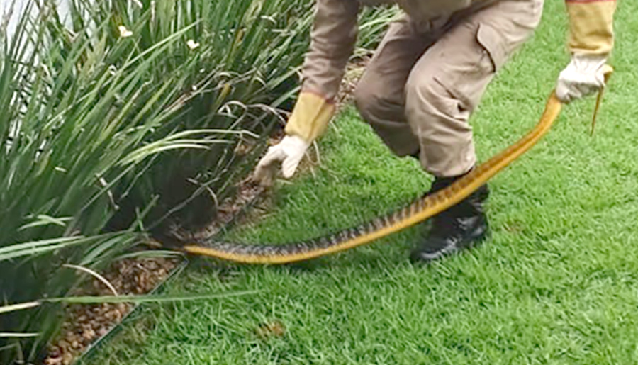 Cobra papa-pinto: veja o que fazer ao encontrar a serpente - NSC Total