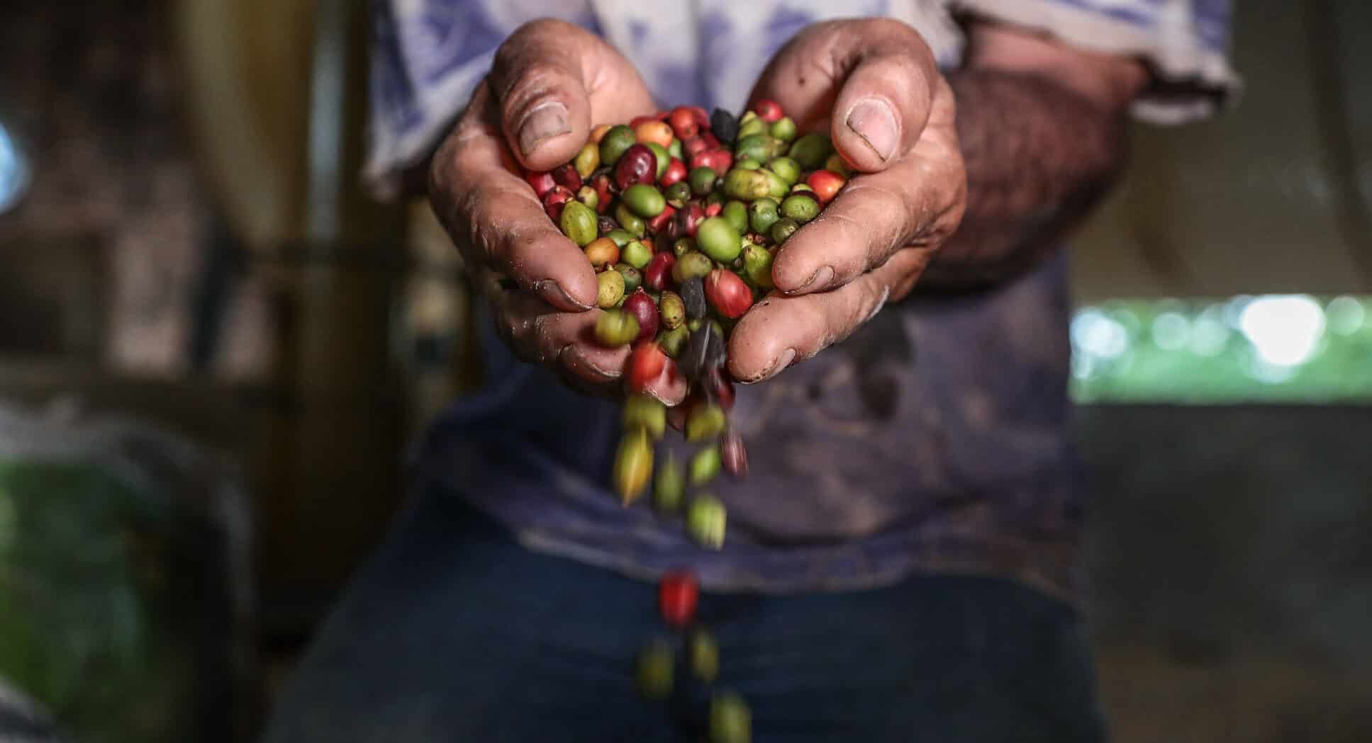 Colniza amplia produção e é considerada a capital do café em Mato Grosso –  Só Notícias