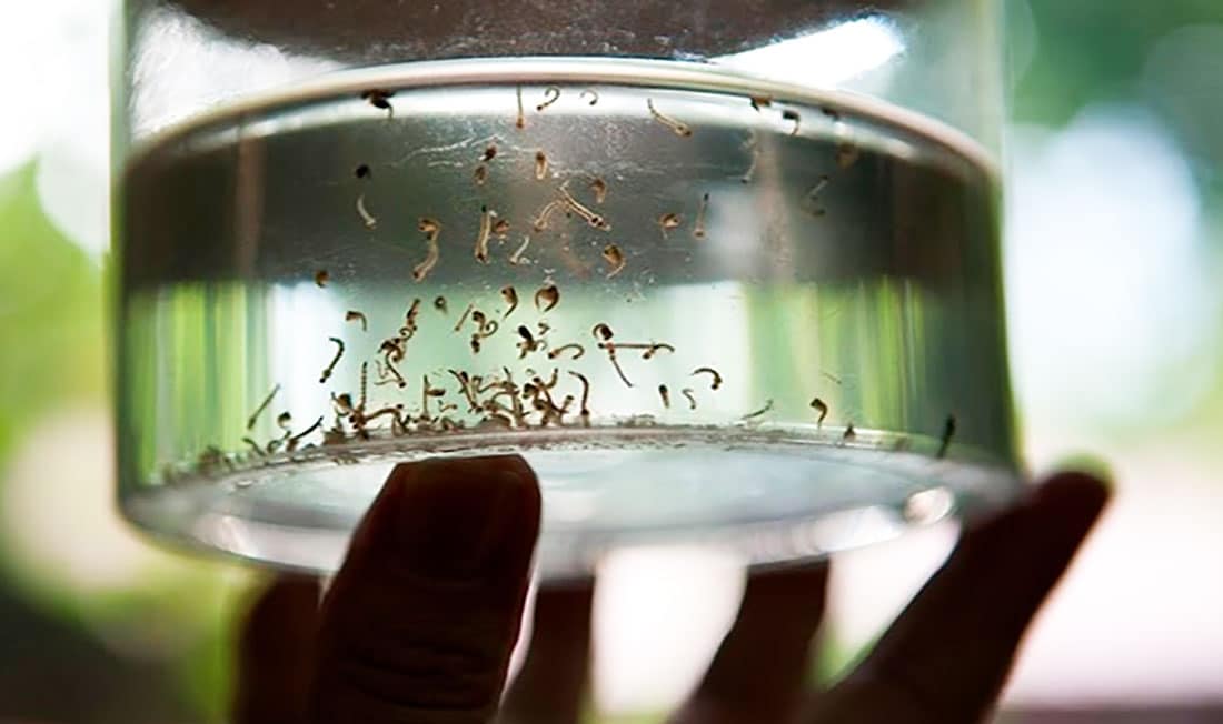 Levantamento confirma queda de 80% no número de casos de dengue em Nova Mutum