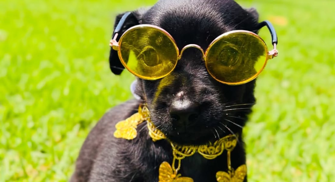 Sinop recebe feira de adoção de cães e gatos da Apams neste sábado