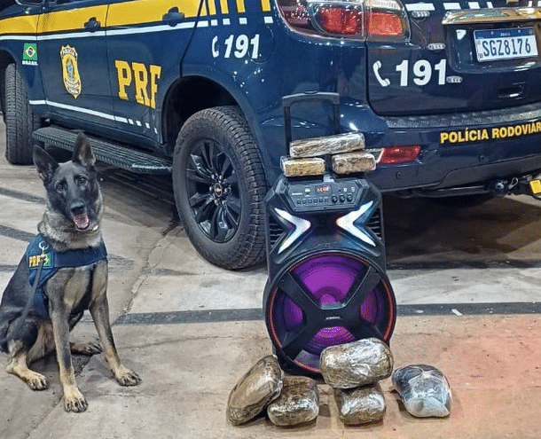Cães da PRF encontram drogas em caixa de som durante abordagem em ônibus em MT