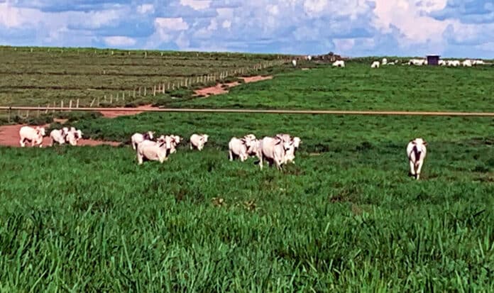 Novo sistema entra em funcionamento para emitir guia de transporte de gado em Mato Grosso