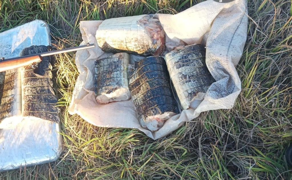 Carne de Jacaré Apreendida em MT e Multa Pesada