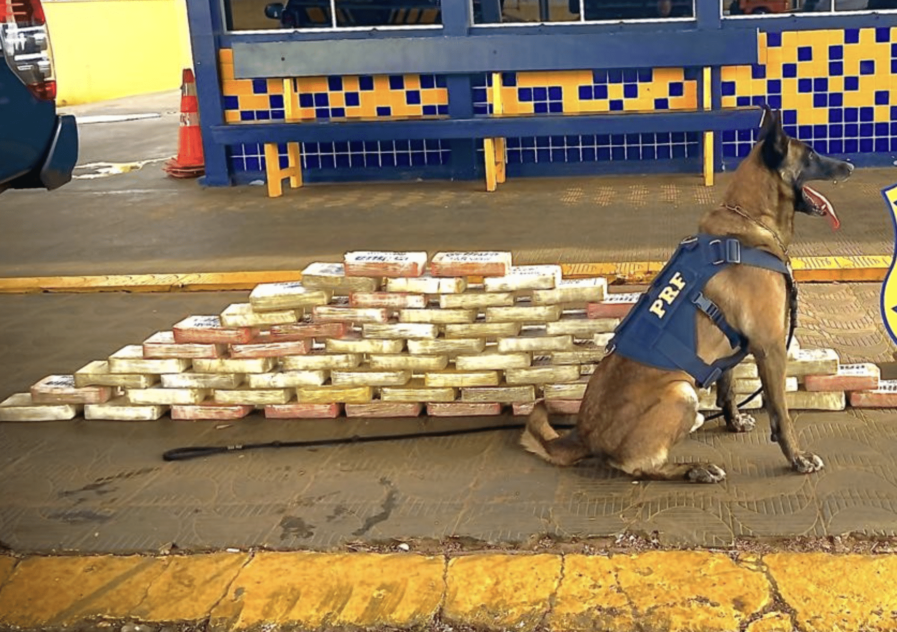 Cão farejador da PRF encontra 70kg de drogas em caminhão no MT