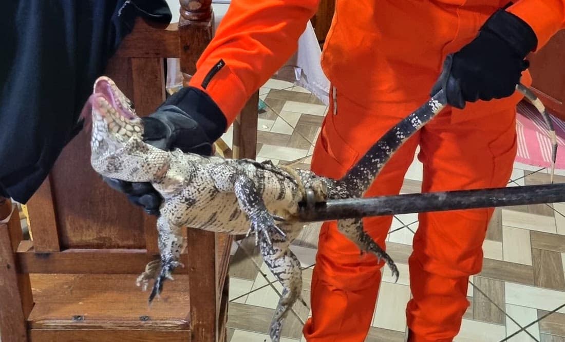 Lagarto gigante invade casa e é resgatado por bombeiros em MT