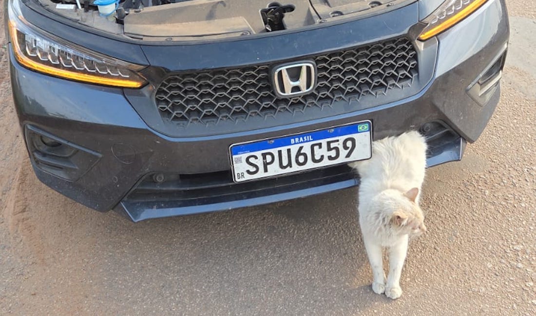 Resgatado no Nortão gato que ficou enganchado em para-choque de carro