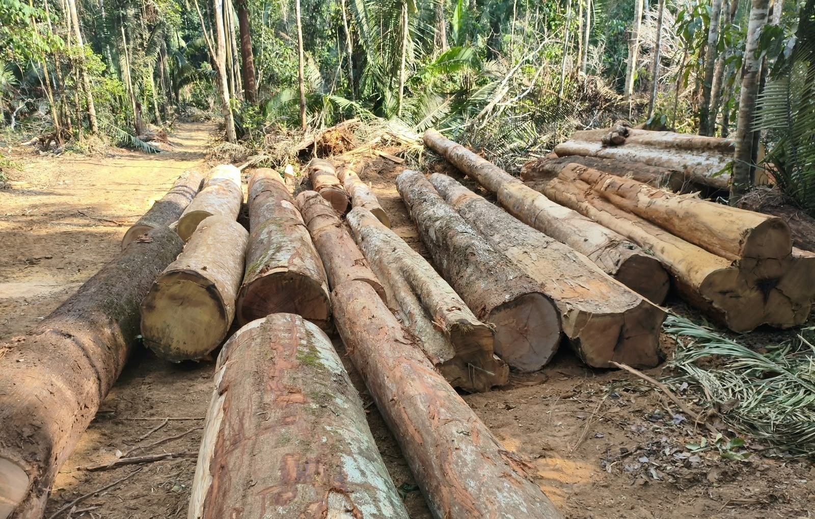 Polícia Ambiental apreende 110 toras de madeira no Distrito de Guariba, MT