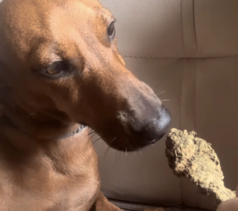 Mulher é presa com maconha após postagem em Sorriso, MT