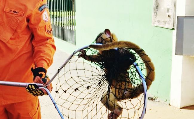 Bombeiros resgatam macaco-da-meia-noite em Mato Grosso