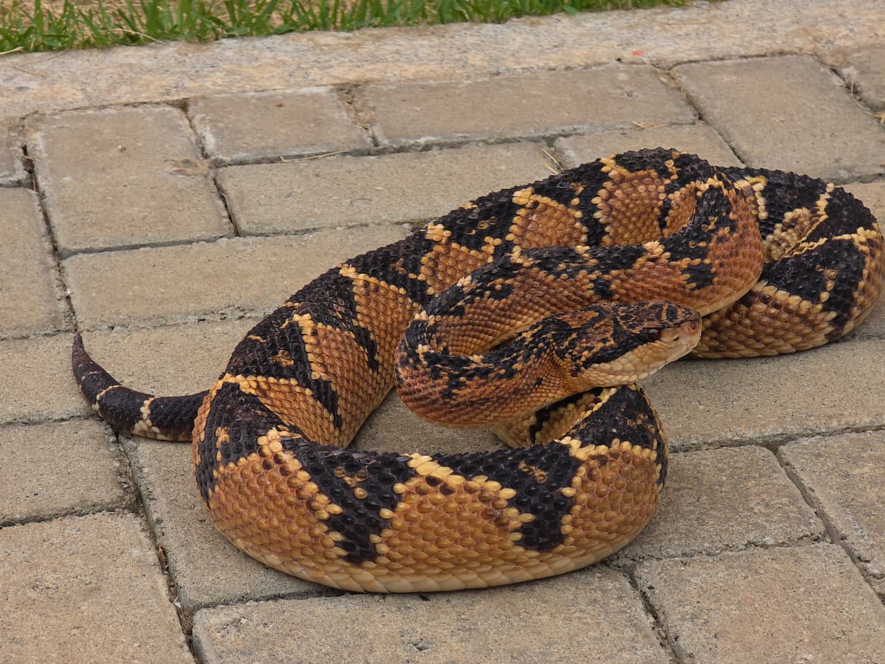 Bombeiros capturam serpente peçonhenta em avenida de Alta Floresta, MT